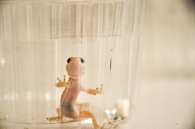 Investigador de la UNAP estudia especie endémica de gecko que es depredador de la araña de rincón