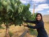 Ingrid Poblete, Ingeniera Agrónoma e investigadora del Vino del Desierto: “Me encanta trabajar en terreno”in título