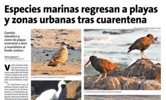 La Estrella de Iquique, Especies Marinas regresan a playas y zonas urbanas tras cuarentena