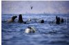 Diversas especies retornan al borde costero de Iquique durante la curentena