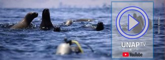 Diversas especies retornan al borde costero de Iquique durante la curentena