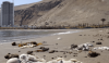 Revelan causa de mortandad de fauna marina en Arica