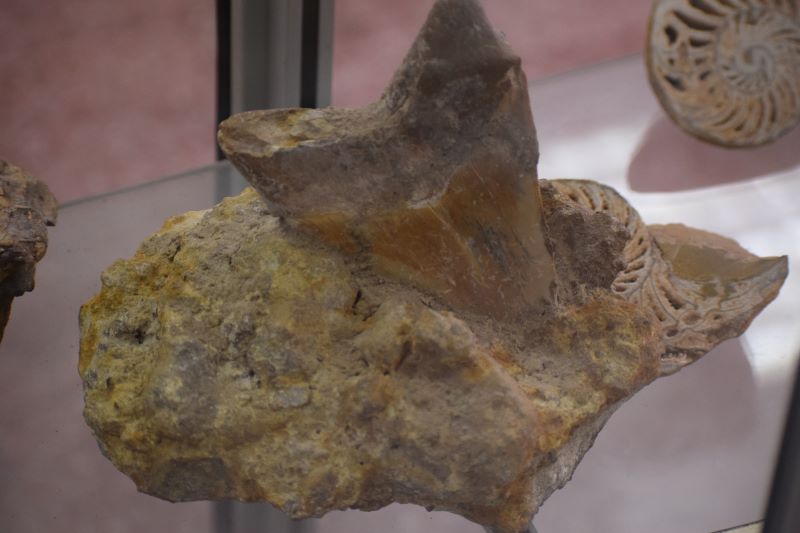 Fósil de un diente de tiburón