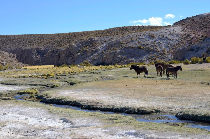 LabAncestral de la UNAP inicia su segunda etapa orientado en el Desarrollo Agroalimentario Sustentable y Sostenible