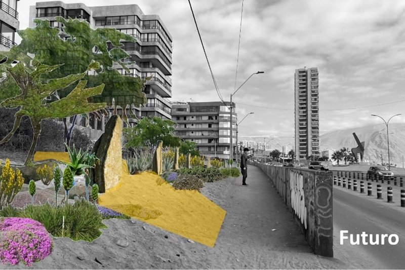 Proyecto Xerojardinería UNAP propone especies nativas para manejo de áreas verdes en ciudades costeras