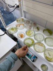 Biotecnología Celular y Molecular