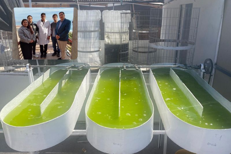 Descubren microalga proveniente del frío patagónico capaz de adaptarse al desierto más árido de la Tierra