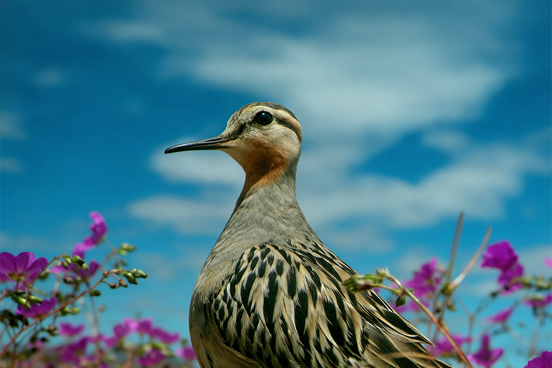 Publicación de especialistas UNAP devela como desierto florido en Atacama protege los huevos de especie casi amenazada