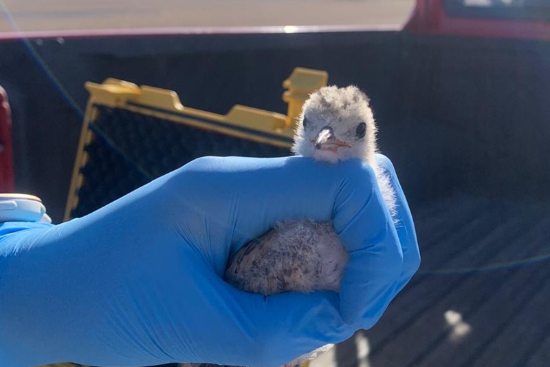 Gaviotín chico: investigadores advierten brechas de conocimiento para proteger a esta especie amenazada